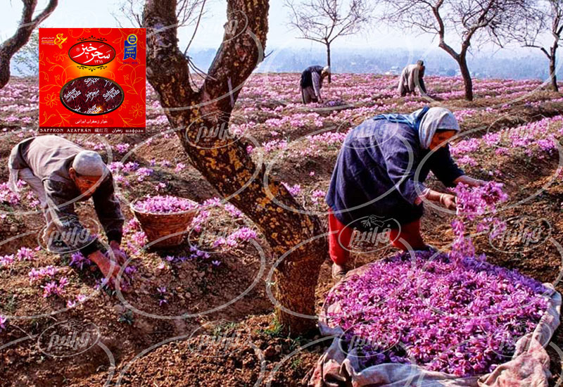 نمایندگی اصلی زعفران 1 مثقالی سحرخیز در ایران