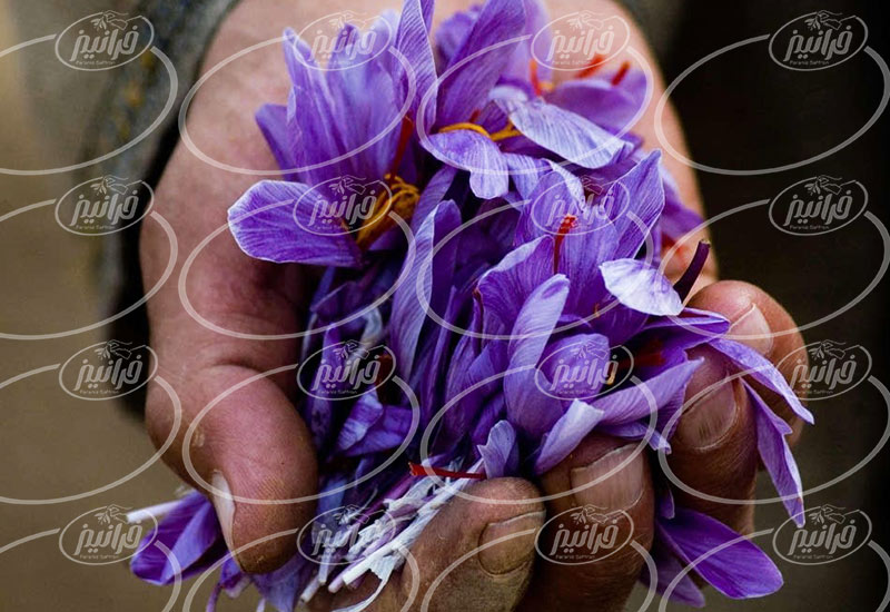 صادرات زعفران 5 مثقالی مرغوب به کره جنوبی