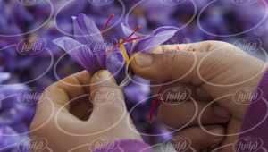 فروش پودر زعفران کیلویی با بسته بندی عالی