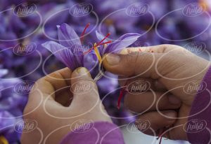 فروش پودر زعفران کیلویی با بسته بندی عالی