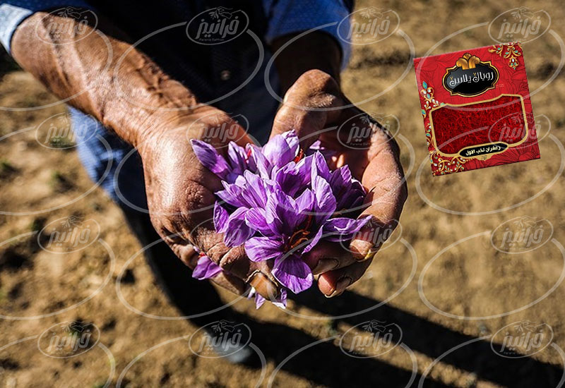 صادرات پودر زعفرانی رویال ۵ عددی 